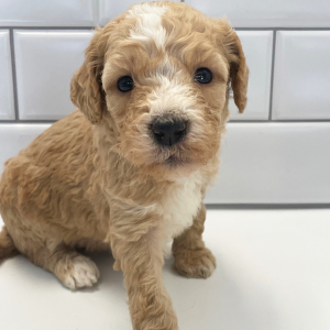 Goldendoodle Puppy Hon