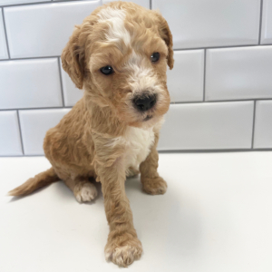 Goldendoodle Puppy Hon