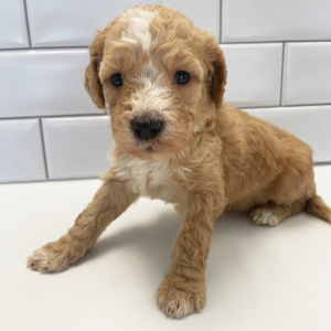 Goldendoodle Puppy Hon