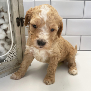 Goldendoodle Puppy Hon