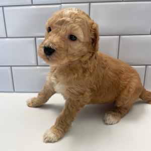 Goldendoodle Puppy Izzie