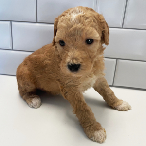 Goldendoodle Puppy Izzie