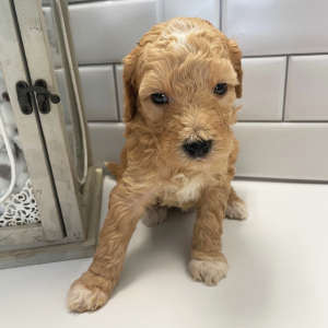 Goldendoodle Puppy Izzie
