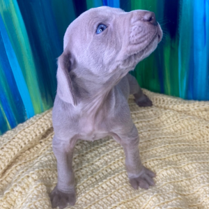 Weimaraner Puppy Bolt