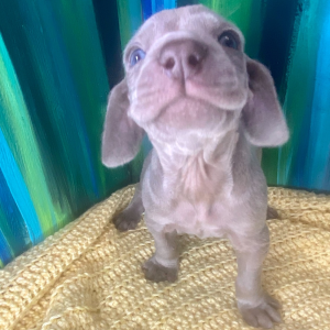 Weimaraner Puppy Bolt