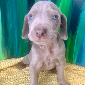 Weimaraner Puppy Bolt