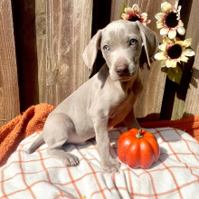Weimaraner Puppy Bolt