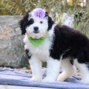 Bernedoodle Puppy Alice