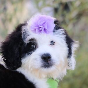 Bernedoodle Puppy Alice