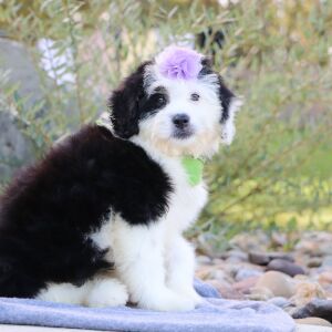 Bernedoodle Puppy Alice