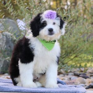 Bernedoodle Puppy Alice