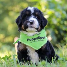 Bernedoodle Puppy Java