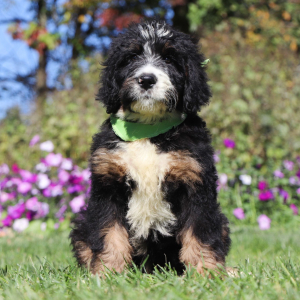 Bernedoodle Puppy Java
