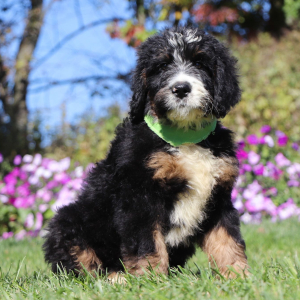 Bernedoodle Puppy Java