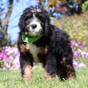 Bernedoodle Puppy Java