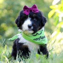 Bernedoodle Puppy Kimchi