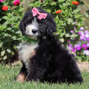 Bernedoodle Puppy Kimchi