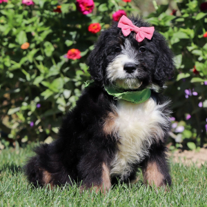 Bernedoodle Puppy Kimchi