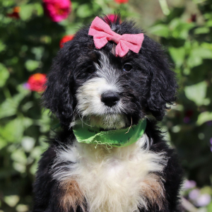 Bernedoodle Puppy Kimchi