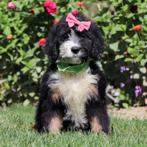 Bernedoodle Puppy Kimchi