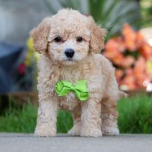 Bichonpoo Puppy Hollister