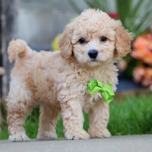 Bichonpoo Puppy Hollister
