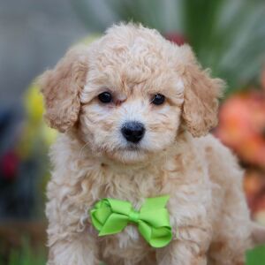 Bichonpoo Puppy Hollister