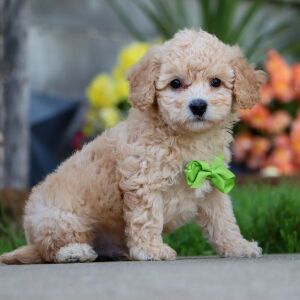 Bichonpoo Puppy Hollister
