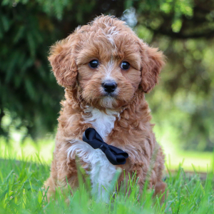 Cavapoo Puppy Graham