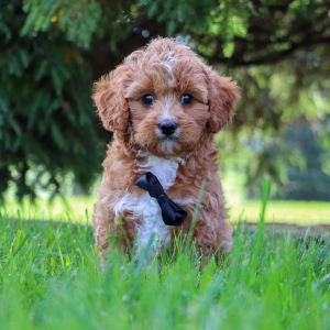 Cavapoo Puppy Graham