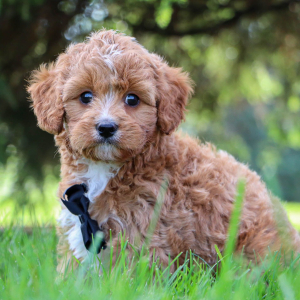 Cavapoo Puppy Graham