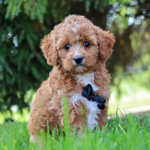Cavapoo Puppy Graham