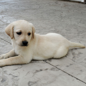 Labrador Retriever Puppy Bella