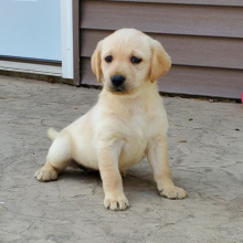 Labrador Retriever Puppy Bella