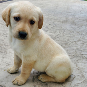 Labrador Retriever Puppy Bella