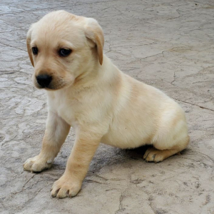 Labrador Retriever Puppy Bella