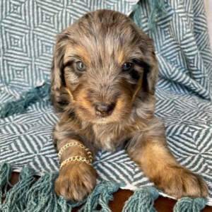 Bernedoodle Puppy North