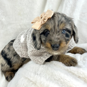 Bernedoodle Puppy North