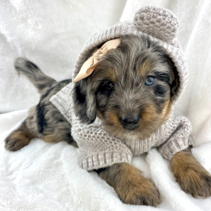 Bernedoodle Puppy North