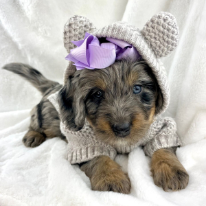 Bernedoodle Puppy North