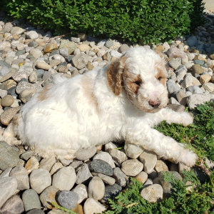 Goldendoodle Puppy Dana