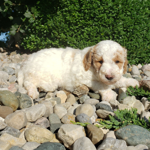 Goldendoodle Puppy Dana