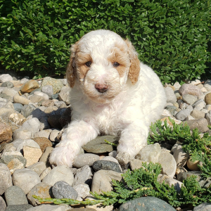 Goldendoodle Puppy Dana