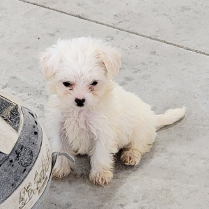 Maltipoo Puppy Abbie