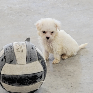 Maltipoo Puppy Abbie