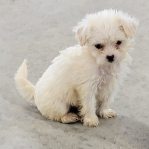 Maltipoo Puppy Abbie