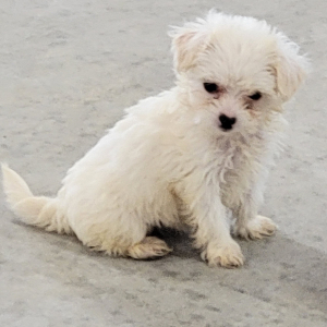 Maltipoo Puppy Abbie