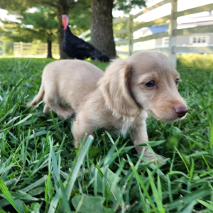 Dachshund Puppy Miles