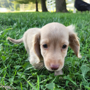 Dachshund Puppy Miles