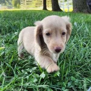 Dachshund Puppy Miles